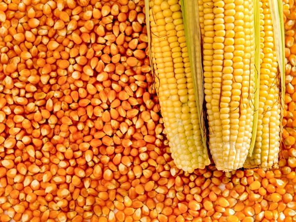 Corn